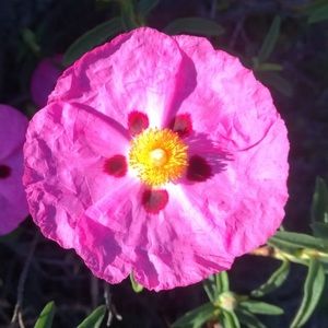 Meet your Posher, Tracy